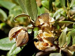 Image result for Lagunaria patersonia