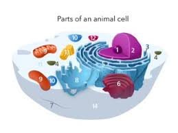 During cell division (mitosis), the centrosome divides and the two parts move to opposite sides of the dividing cell. Parts Of A Cell Free Activities Online For Kids In 6th Grade By Tracy Urban