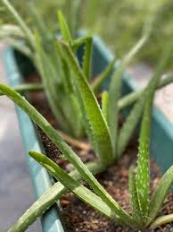 In their natural climate and environment, they can live for many years and have many babies. Can Aloe Plants Live Outside Amaze Vege Garden