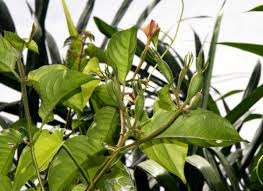 Image result for Mussaenda elegans