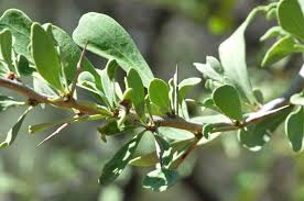 Image result for Gymnosporia glaucophylla