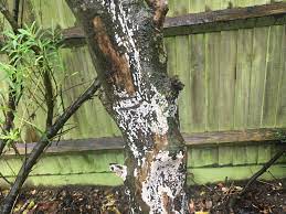 › october glory maple pros and cons. White Stuff On Mature Japanese Maple Trunk Bbc Gardeners World Magazine