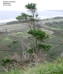 Image result for Psydrax parviflora