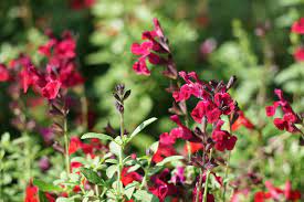 Be the first to review salvia greggii 'mirage deep purple' (autumn sage) click here to cancel reply. Mirage Burgundy Autumn Sage Salvia Greggii Mirage Burg Flickr