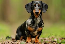 Check spelling or type a new query. Dachshund Colors Patterns And Markings Playbarkrun
