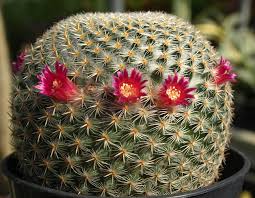When you pass near cacti like those of the opuntia genus, you have to know that you run a serious risk of ending up with more than one thorn or. Indoor Cacti Home Garden Information Center