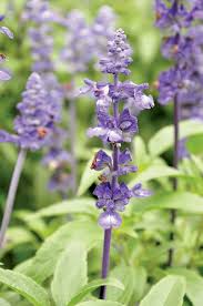 Image result for Salvia