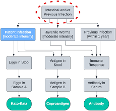 All that glitters is not gold: An interpretive framework for diagnostic  test evaluation using Ascaris lumbricoides as a conceptu