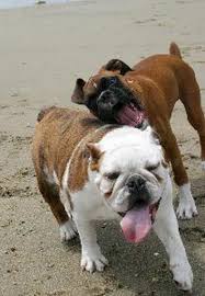 how much should my english bulldog weigh pets