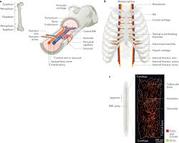 They consist of several areas the outside of the diaphysis is lined by periosteum, a fibrous external layer onto which muscles, ligaments, and tendons attach. Haematopoietic Stem Cell Activity And Interactions With The Niche Nature Reviews Molecular Cell Biology