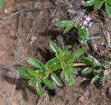 Image result for Gisekia