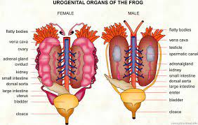 Urogenital Organs Of The Frog Visual Dictionary
