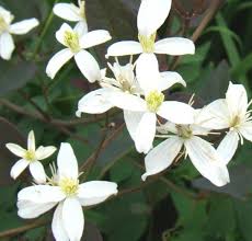 Image result for Clematis recta atropurpurea