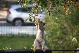 This operation too needs to be repeated regularly to keep the squirrels out of your garden. 6 Ways To Keep Squirrels From Eating Your Tomatoes