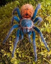 Pin By Gulzade Zor On Aranhas Pet Tarantula Tarantula Green Bottle