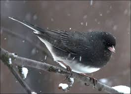 Small Brown Bird With No Tail Feathers Hello World Backyard Birds Wild Birds Birds