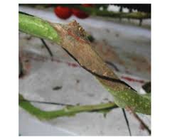 Image result for tomato seedling botrytis