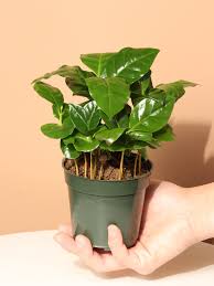 Image result for Coffea sp. A