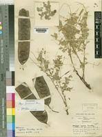 Image result for Albizia zimmermannii