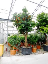 Image result for Citrus × aurantium