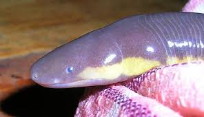 They have a strong skull, with a pointed snout used to force their way through soil. Ichthyophis Wikiwand