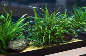 Simple Low Tech Tank Green Neon Tetras Microsorum Planted Aquarium Aquarium Aquascape
