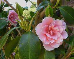 There are various flowering shrubs in the genus, daphne. How To Identify Broadleaf Evergreen Shrubs