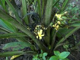 Image result for Curculigo latifolia