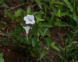Image result for Ruellia patula