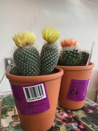 Cactus with fake flowers usually arrive in trays and are so displayed in nurseries. Flowering Cacti With Artificial Flowers Hot Glued On Top Assholedesign