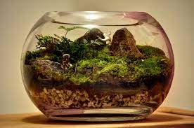 pin on terrarium ideas