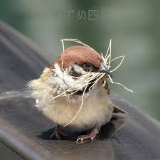 Awww Sooo Tweet Backyard Birds Beautiful Birds Colorful Birds