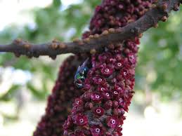 Image result for Pilostyles aethiopica