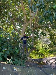 Image result for Ficus sycomorus