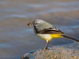 Tail is black with white outer feathers; Birdwatch That Is Not A Yellow Wagtail Wildlife The Guardian