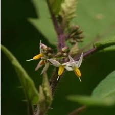 Image result for Sopubia conferta