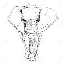 From the tip, extend two curved lines. Sketch By Pen African Elephant Front View Royalty Free Cliparts Vectors And Stock Illustration Image 82834906