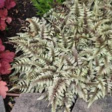 Image result for Athyrium newtonii