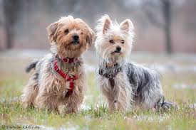 Am bekanntesten unter den bichons ist hierzulande der malteser, doch auch die anderen drei bichonrassen finden immer mehr liebhaber. Jacky Baily Yorkshire Terrier Yorkshire Terrier Malteser Mix Im Tierheim Karlsruhe