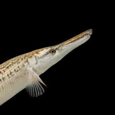 We did not find results for: Alligator Gar Facts And Photos