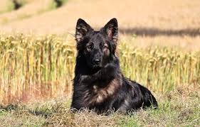 According to the fci, the breed's english language name is german shepherd dog. German Shepherd Colors A Complete List Of All 13 Recognized Coat Colors All Things Dogs