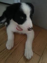 Pink Spotty Nose Of A Border Collie Puppy Collie Puppy Puppies Border Collie Puppies