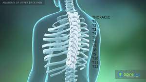 It's time to learn about the last two back muscles, the trapezius and rhomboideus. Upper Back Pain Anatomy Youtube