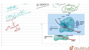 Ribosomes found in higher plant and animal cells are oblate or spheroids in shape, having a diameter of 150 to 200 a0. What Is The Function Of Ribosomes Youtube