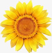More Than 3 Million Png And Graphics Resource At Pngtree Find The Best Inspiration You Need For Your Project Sunflower Png Sunflower Clipart Sunflower Art