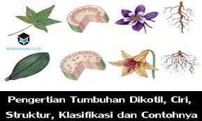 Perbedaan terakhir antara monokotil dan dikotil adalah bunganya (jika ada). Pengertian Tumbuhan Dikotil Ciri Struktur Klasifikasi Dan Contohnya