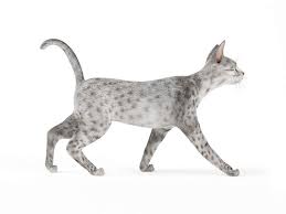 Rare Leopard Cat 3d Model Leopard Cat Cats Cat Feline