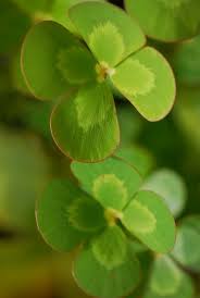 Porte Bonheur Vert Le Trefle A Quatre Feuilles Pflanzen Pflanzen Pflege Grun