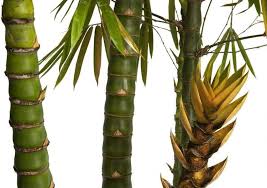 Image result for Bambusa vulgaris