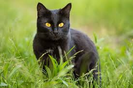 Generally speaking, cats vary differently in weight, body type and size, but their average lifespan falls into the range of 15 and 20 years. 14 Gorgeous Black Cat Breeds With Pictures Excited Cats